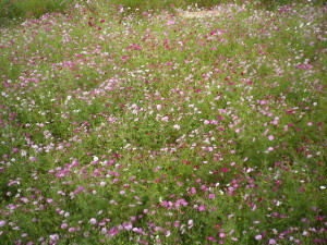IMGP0974